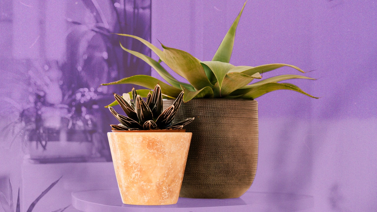 The 16 Best Pots for Indoor Plants, According to a Plant Stylist